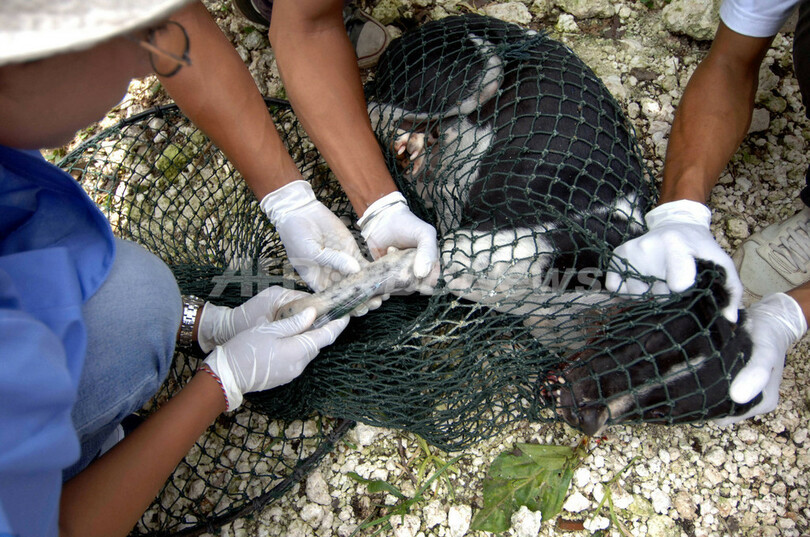 バリ島で狂犬病予防策、展開中