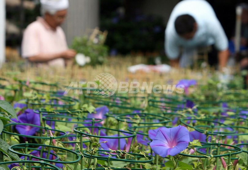 入谷で初夏恒例の「朝顔市」
