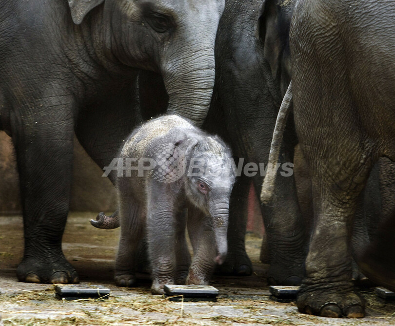 オトナに甘えるゾウの赤ちゃん