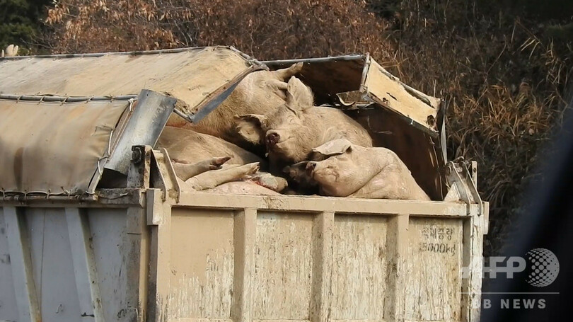 アフリカ豚コレラ、殺処分の血で川が赤く染まる…韓国