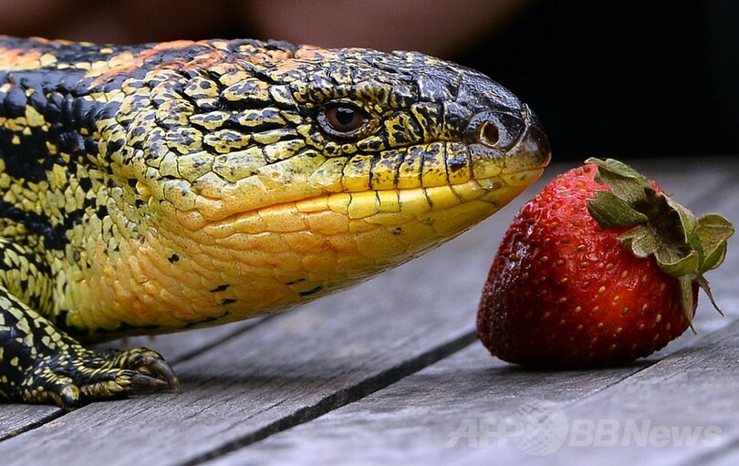 マダラアオジタトカゲの親子、豪シドニー