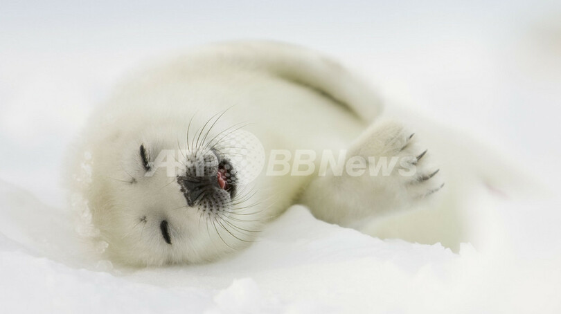 タテゴトアザラシの赤ちゃんが姿を見せる　カナダ