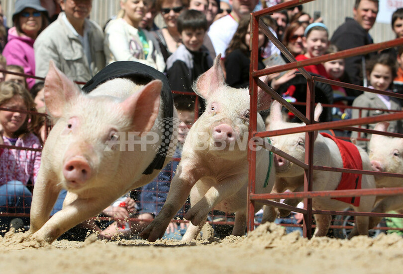 子ブタが走る！飛ぶ！メルボルンで子ブタ競技大会
