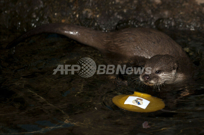 バルサ、レアルのクラシコは「カワウソ占い」に注目？ スペイン