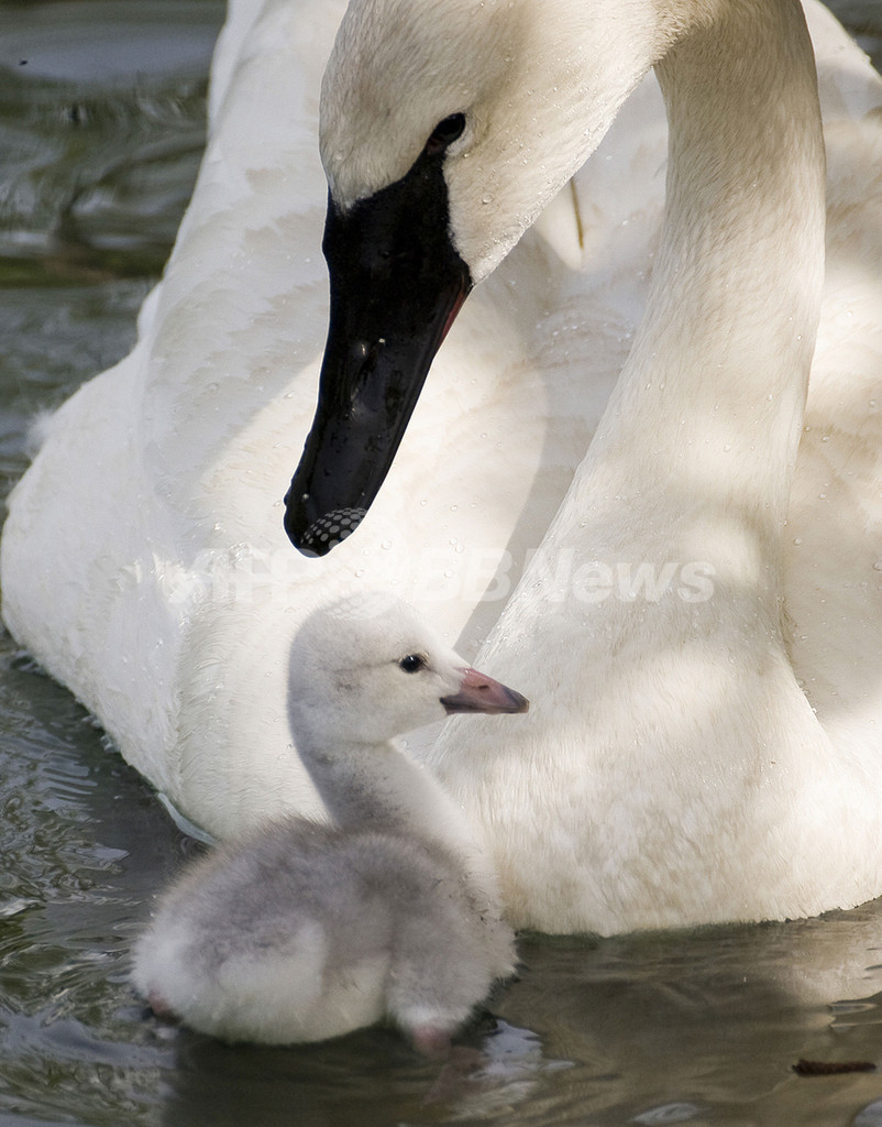 希少種ナキハクチョウのひな 父鳥と初泳ぎ 写真2枚 国際ニュース Afpbb News