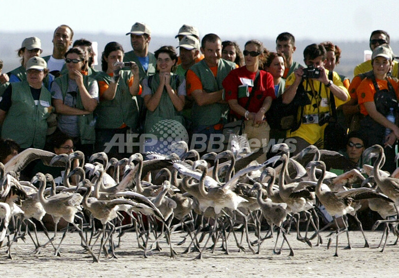 フラミンゴ保護のため、幼鳥にタグ装着