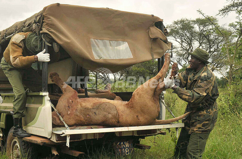 ケニア首都近郊の住宅街をさまようライオンたち
