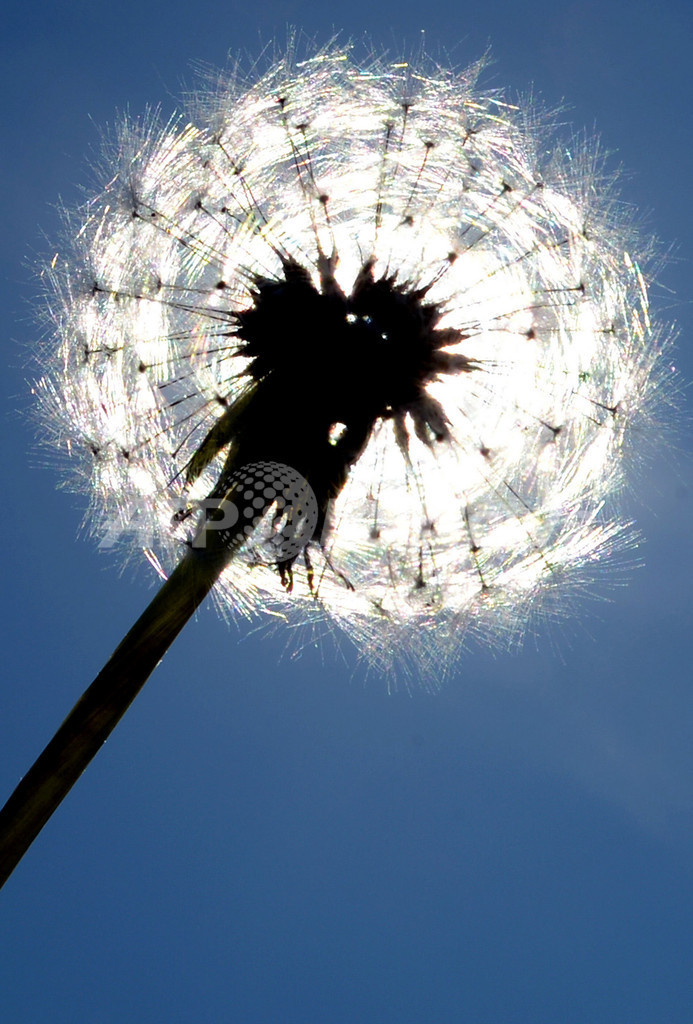 明るい日差しの中を飛ぶタンポポの綿毛 独デュッセルドルフ 写真2枚 国際ニュース Afpbb News