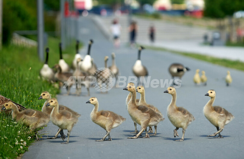 行儀よく整列行進、独ドルトムントの子ガチョウ