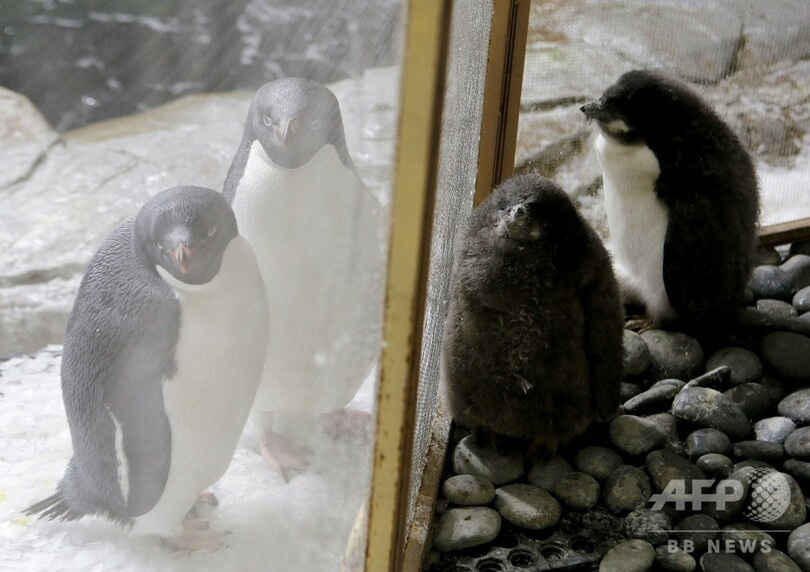 うちの子は元気かな？ アデリーペンギンの赤ちゃんすくすく成長 メキシコ