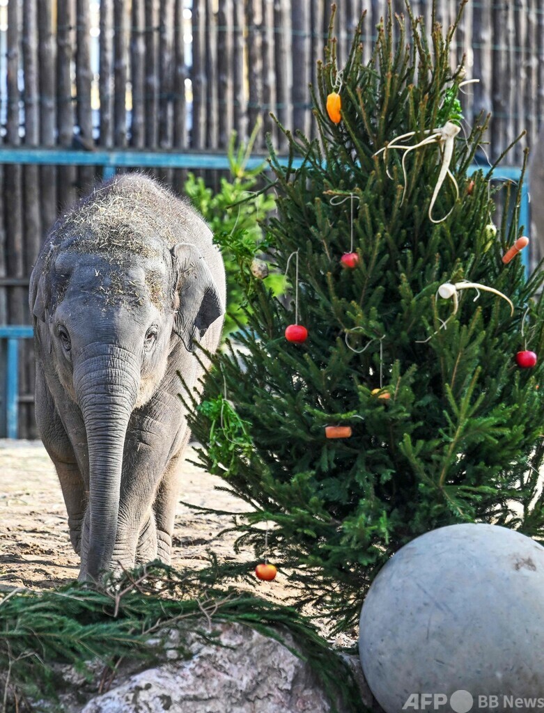 象の親子、プレゼントのXマスツリーに興味津々 ハンガリー