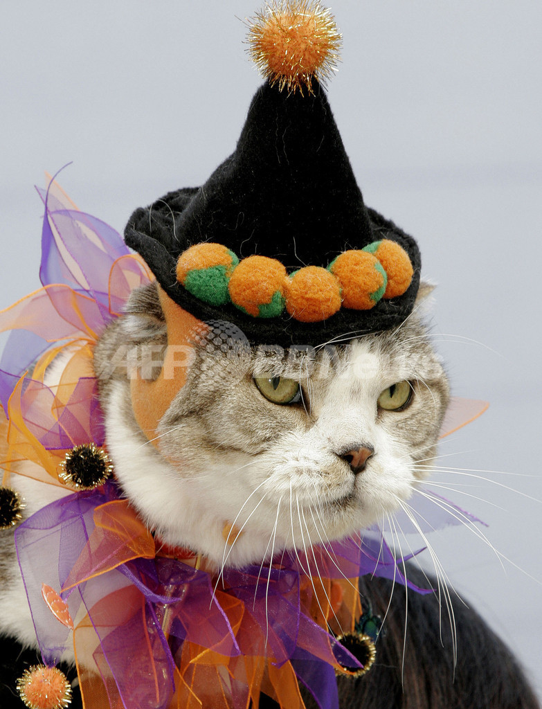 わんにゃんハロウィンファッションショーが開催される