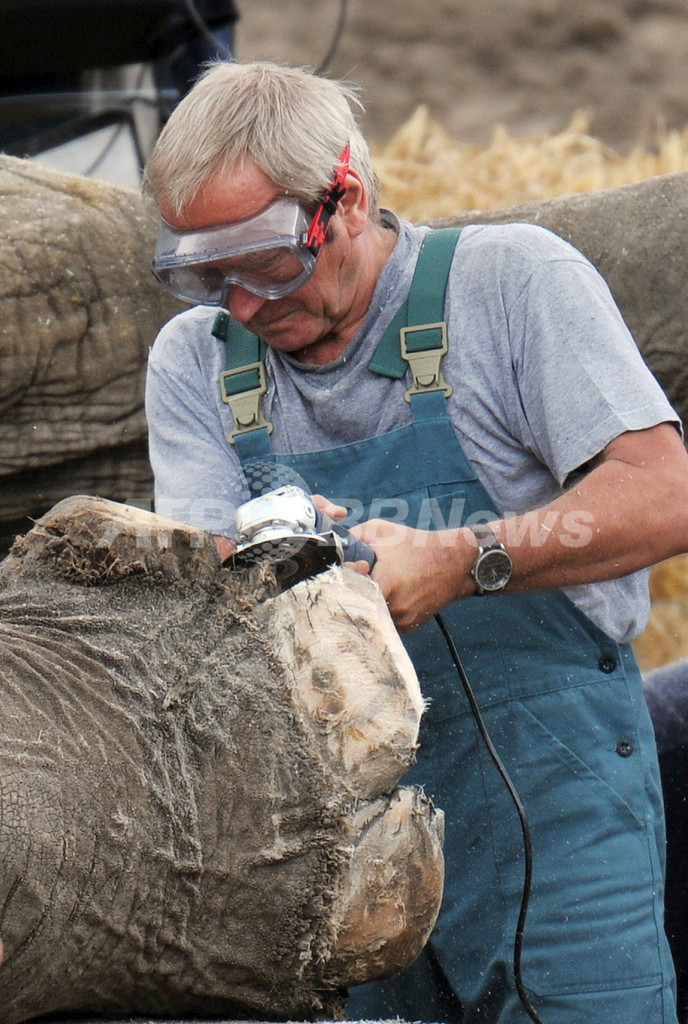 ゾウだって爪のお手入れ、ウクライナ