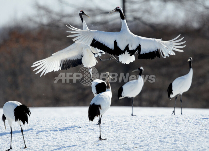 タンチョウの求愛ダンス、北海道の雪原で