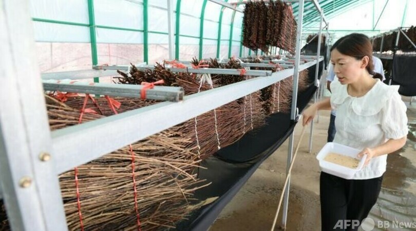 中国の串焼き屋台で人気のセミ 近年は価格高騰