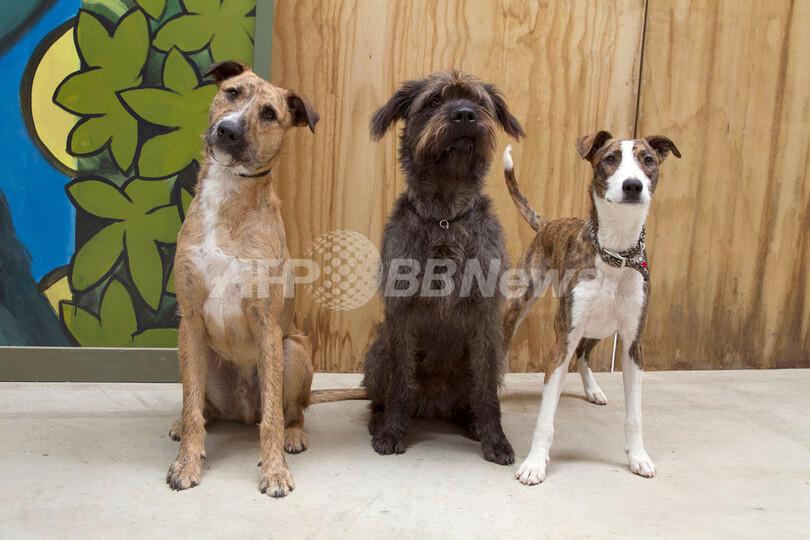 「運転するイヌ」、ニュージーランドで話題沸騰