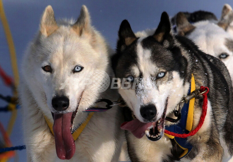 ドイツ南部で国際犬ぞりレース