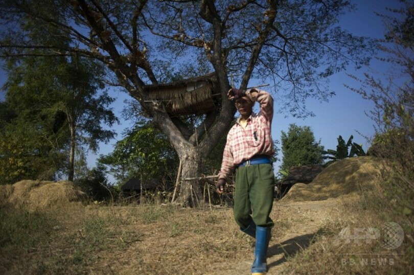 ゾウが来たら木の上に避難、ミャンマー