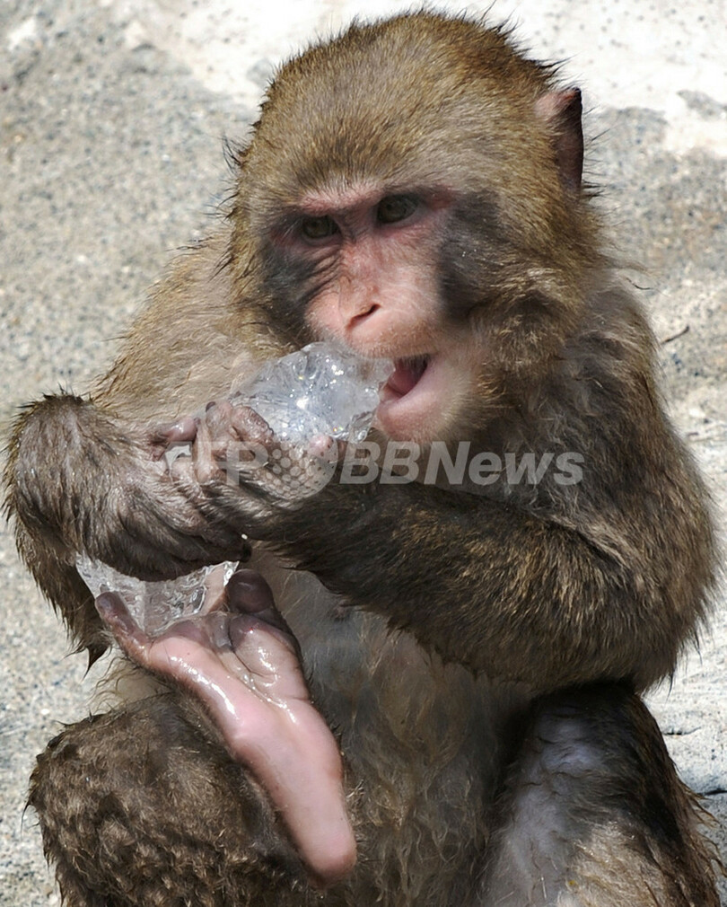 真夏の上野動物園で氷のプレゼント、ホッキョクグマも大喜び