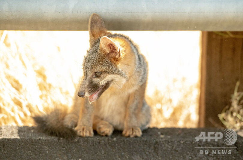 野生動物駆除に「シアン化物爆弾」、トランプ政権が使用再開を許可