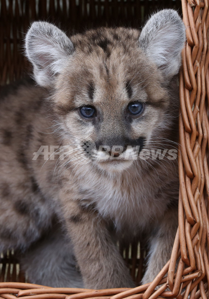 肩の上がお気に入り？赤ちゃんピューマお披露目、独動物園