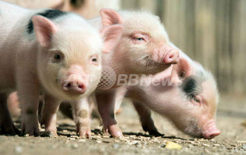 ミニブタの子ブタ10匹で大はしゃぎ ドイツ