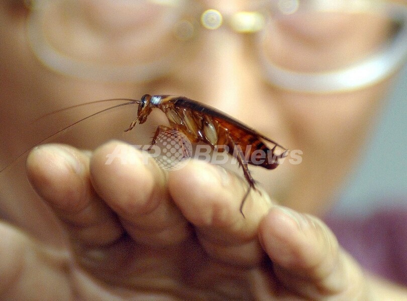 チャバネゴキブリ、進化で「甘いわな」を察知可能に 米研究