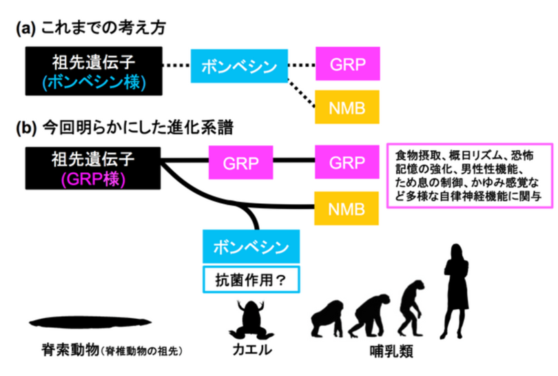 ご先祖様だと信じてきたもの 実は叔母のような関係 カエル抗菌ペプチド ボンベシン と哺乳類神経ペプチド ガストリン放出ペプチド とは異なる進化系譜だった 写真1枚 国際ニュース Afpbb News