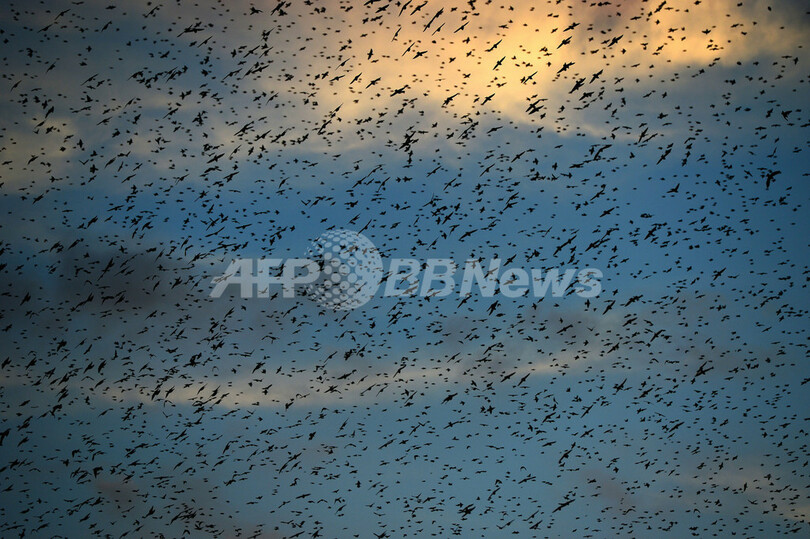 初冬の風物詩、ムクドリの「落し物」に悩むローマ