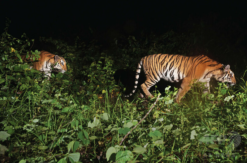 野生インドシナトラの繁殖、タイで世界2例目の確認 「奇跡的」