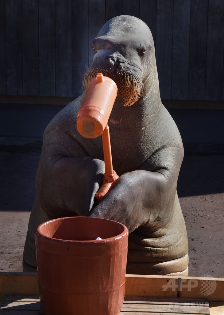 セイウチが「餅つき」披露、八景島シーパラダイス