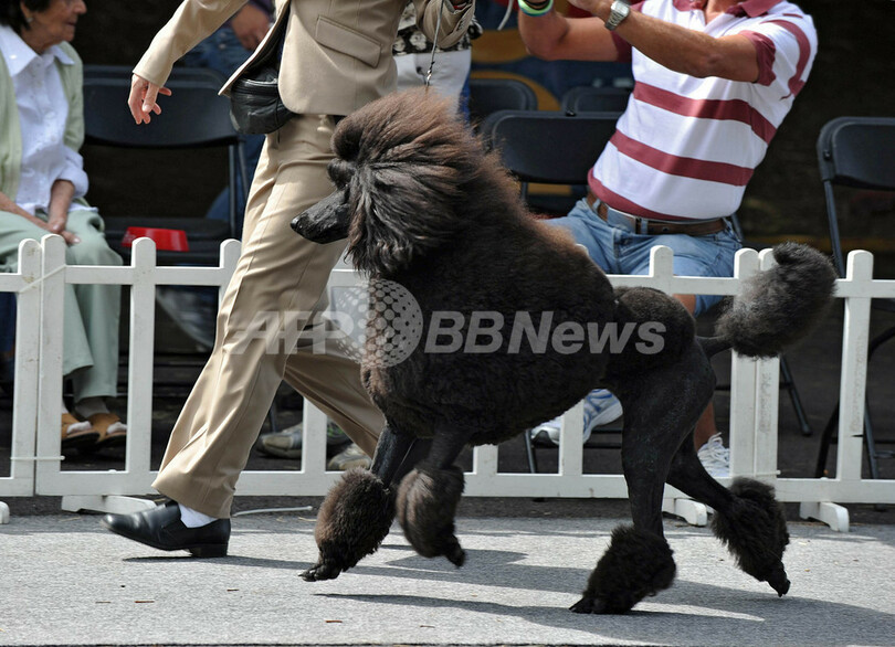 さまざまな犬種が147匹、コスタリカ