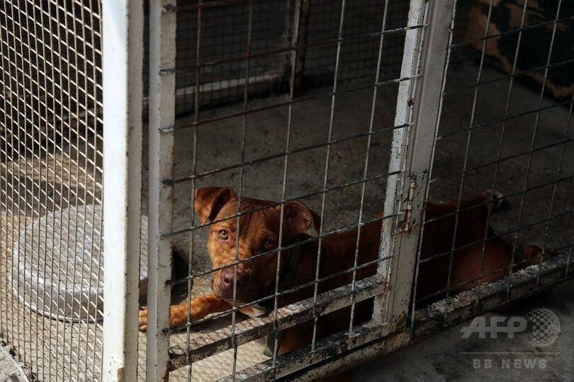 イラクの動物愛護家、オンラインで野良犬・野良猫などの里親探し