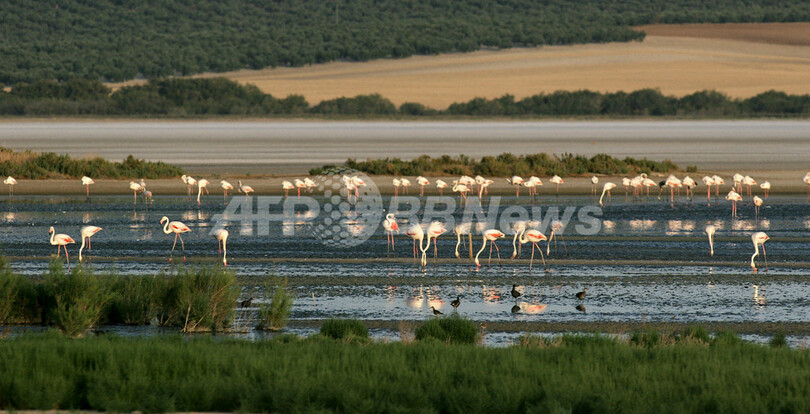 フラミンゴ保護のため、幼鳥にタグ装着