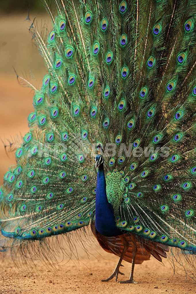 美しい羽を見せつけるクジャク、スリランカ国立公園
