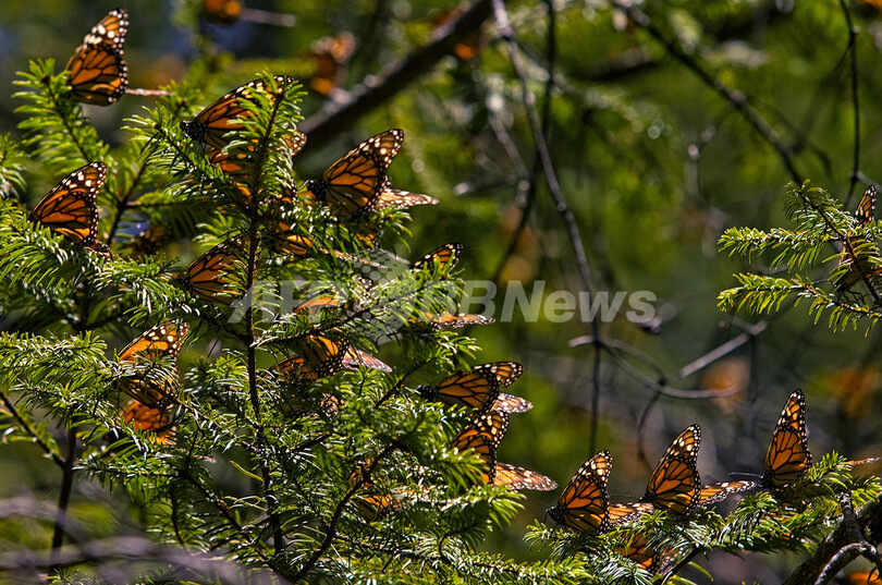 越冬のため南北米大陸を大移動するチョウ、「オオカバマダラ」
