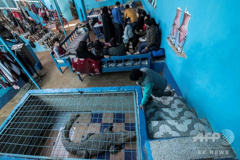 少数民族ヌビアのワニ、観光と文化を担うナイル川の象徴 エジプト