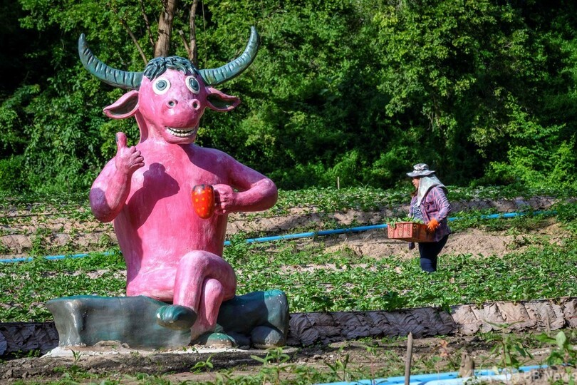 【今日の1枚】イチゴと水牛