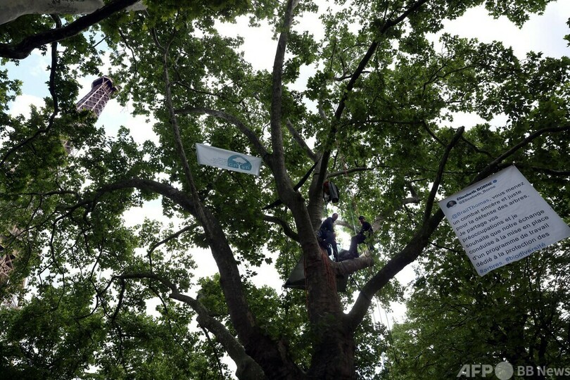 エッフェル塔周辺の樹木伐採に反対、樹上で抗議 仏パリ