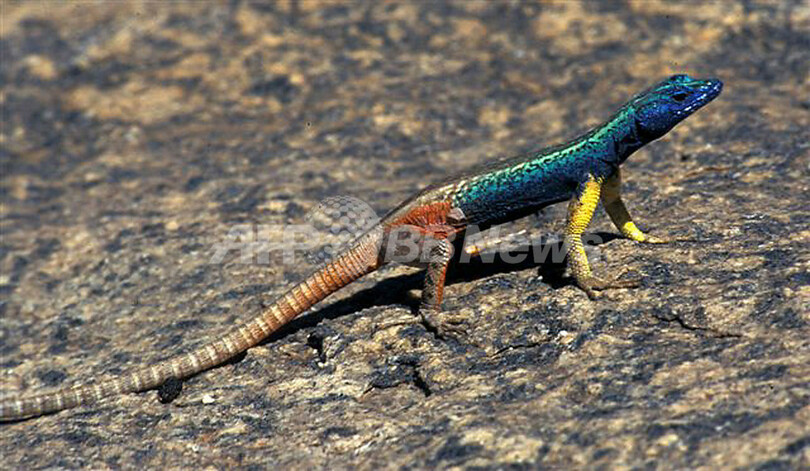 攻撃を避けるため「女装」するトカゲ、南アフリカ