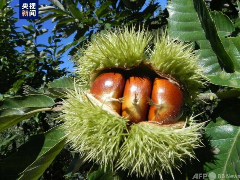 中国の世界農業遺産が22件に 新たに3件認定