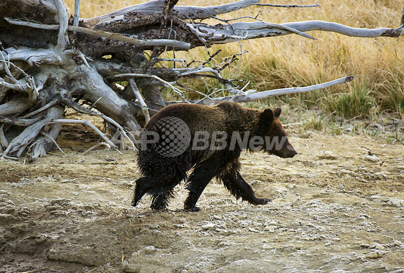 米イエローストーン国立公園に暮らすクマの親子