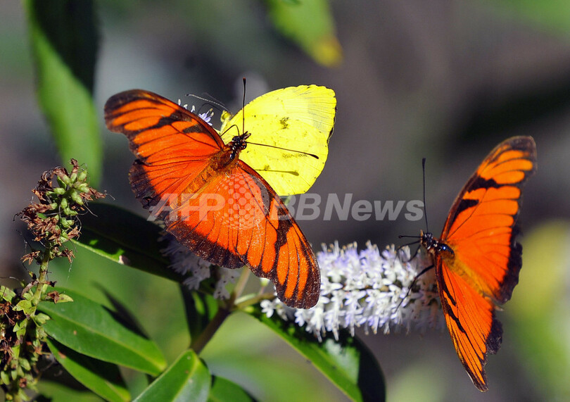 ボリビアでチョウの飼育場、新観光名所に
