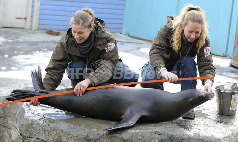 大きくなったかな？動物たちの身体測定、ハノーバー動物園