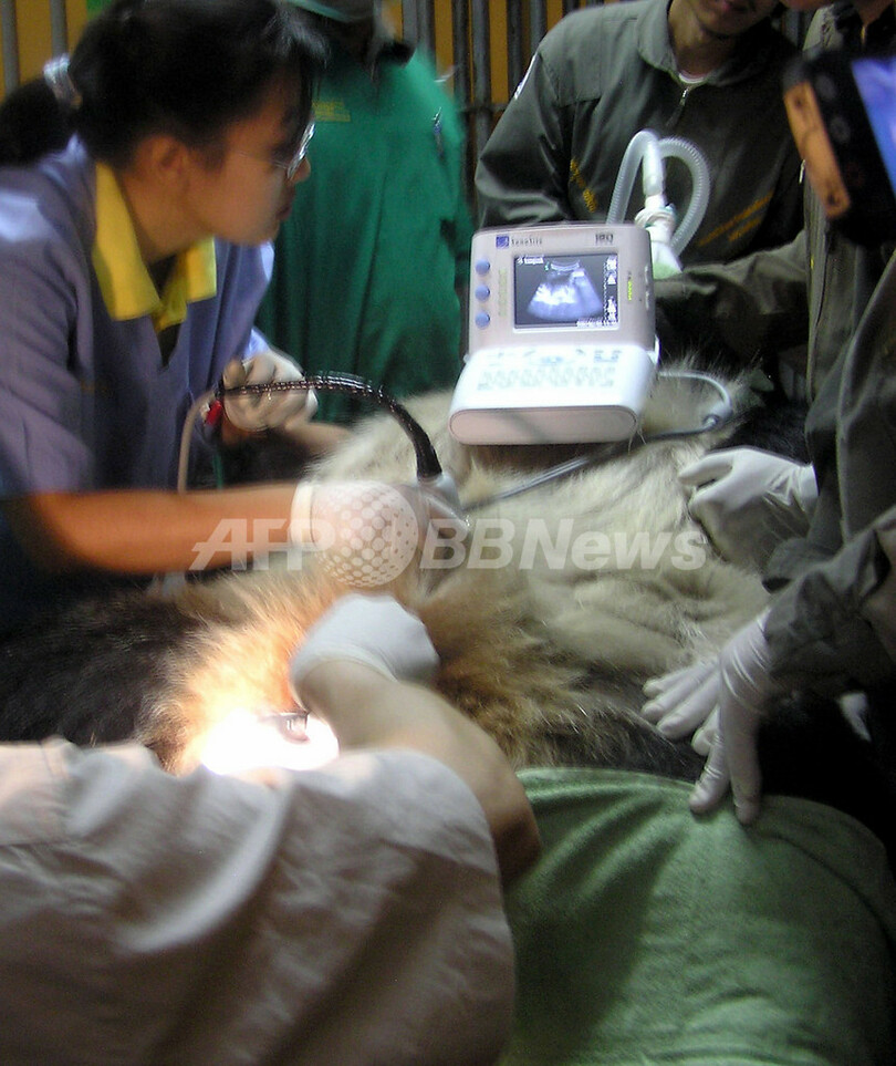 王子動物園で死亡のパンダ、中国が専門チーム派遣へ