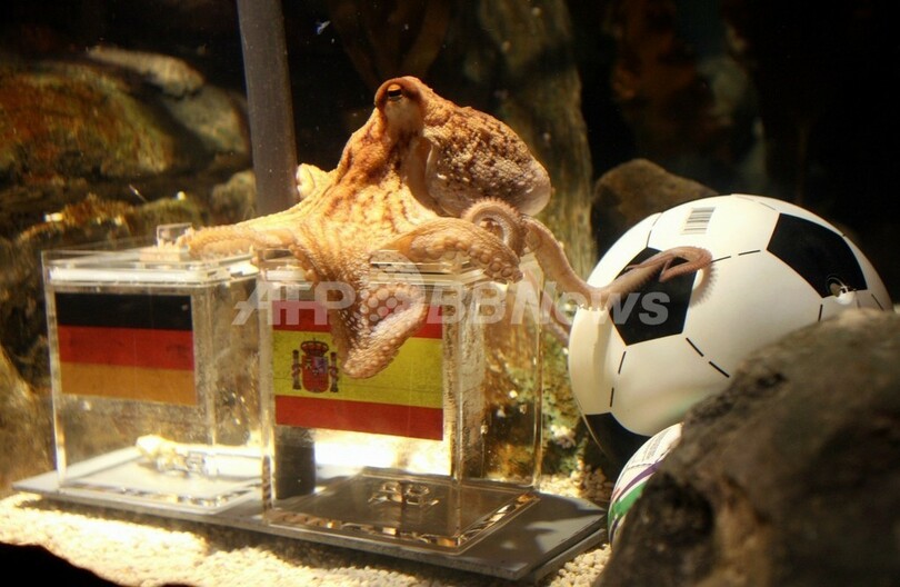 あの「占いタコ」の予言を全国生中継、W杯準決勝スペイン戦は・・・