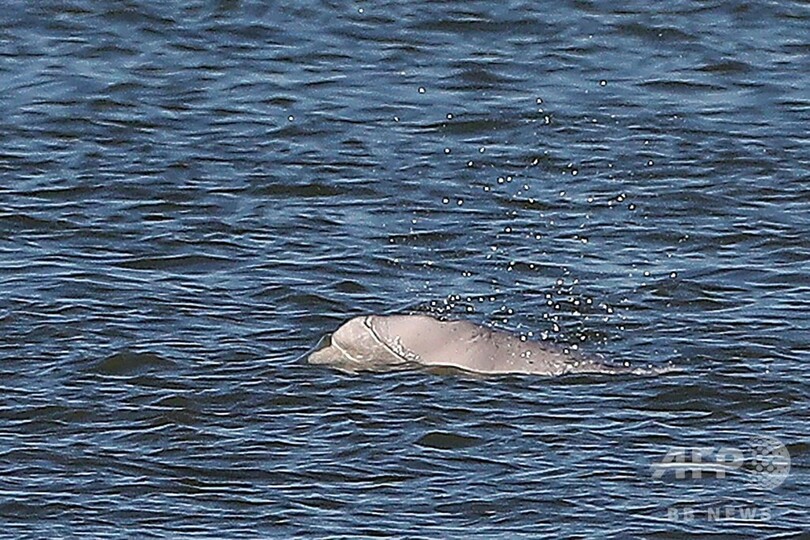 テムズ川にシロイルカ現る 英国内の目撃地点では最南