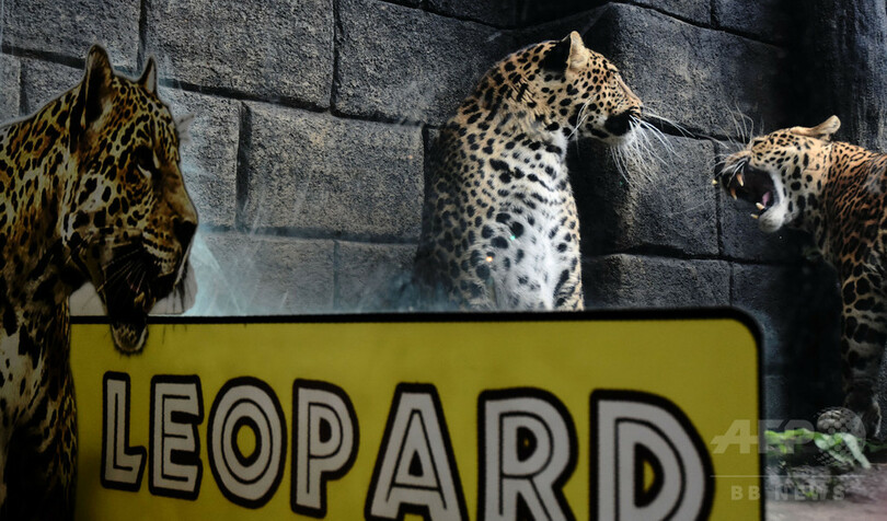 ジャワ島の保護区、死滅とみられていたジャワヒョウ4頭を確認