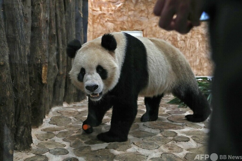 カタールに中東初のパンダ 世界最大級のパンダ舎も建設中
