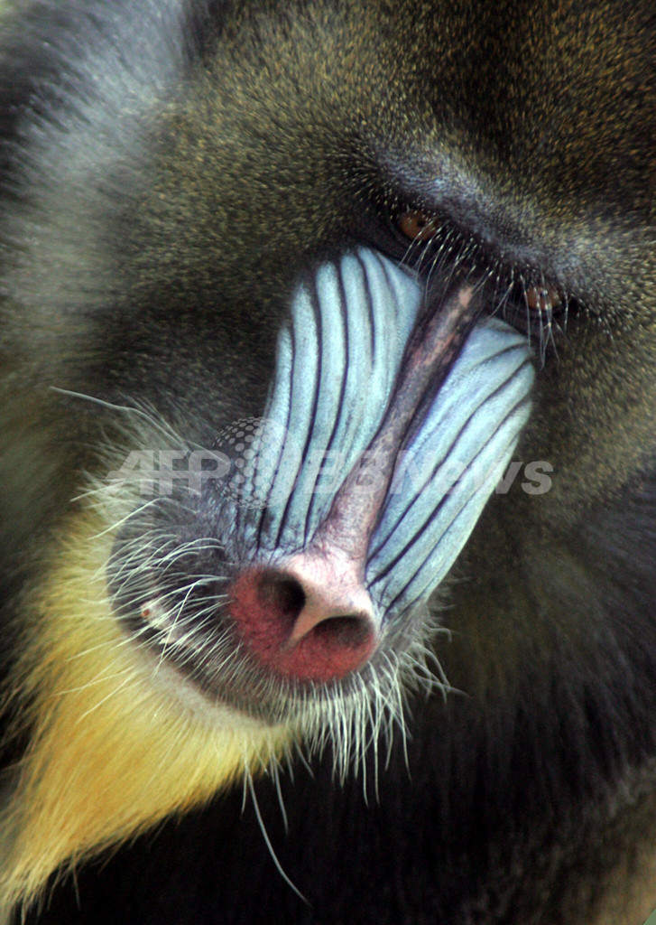 「世界動物の日」を迎えたハンガリーの動物園